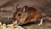 24 Hour & Emergency Exterminators in Playa Del Rey, CA